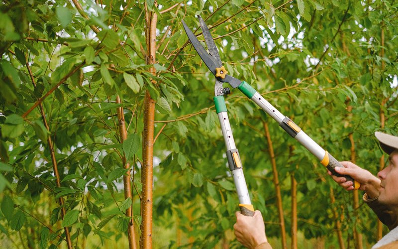 Tree trimming in Amboy, IL